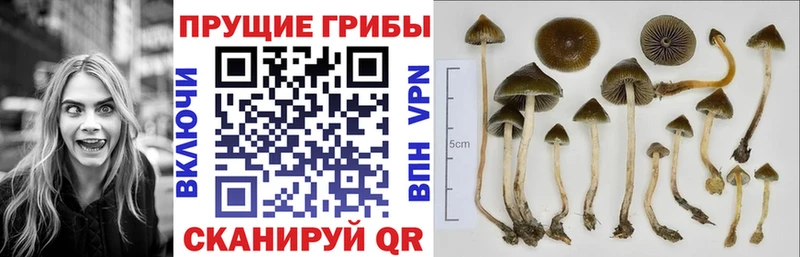 Псилоцибиновые грибы Psilocybine cubensis  Купить  Крымск 